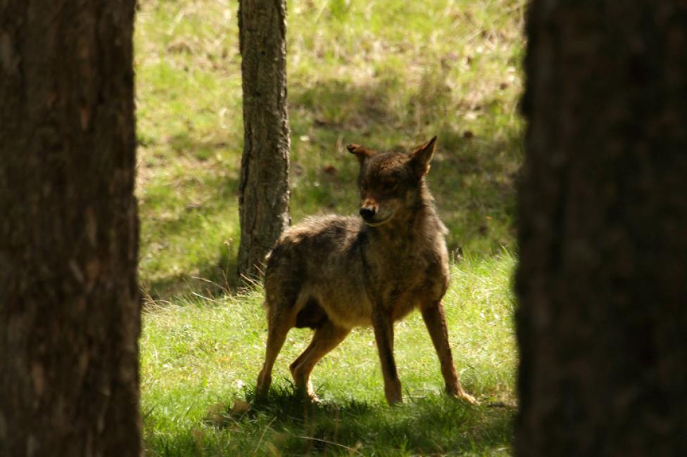 Salvemos al lobo